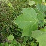 Platanus occidentalis leaf picture by Beth Postema (cc-by-sa)