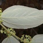 Ziziphus mauritiana flower picture by Nelson Zamora Villalobos (cc-by-nc)