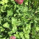 Trifolium pratense habit picture by lu lu (cc-by-sa)