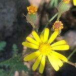 Senecio duriaei flower picture by Diego Alex (cc-by-sa)