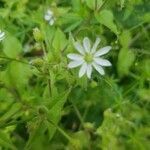 Stellaria media flower picture by Pekka Salokangas (cc-by-sa)