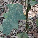 Solanum aculeastrum leaf picture by Maarten Vanhove (cc-by-sa)