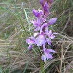 Orchis olbiensis habit picture by Llandrich anna (cc-by-sa)