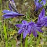 Triteleia laxa flower picture by John John (cc-by-sa)