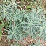 Euphorbia characias leaf picture by Adán Adán (cc-by-sa)