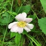 Rosa virginiana flower picture by Alexander T. Griscom (cc-by-sa)