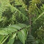 Ailanthus altissima habit picture by Guy Simonot (cc-by-sa)