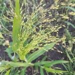 Panicum miliaceum flower picture by Kate Shumansky (cc-by-sa)