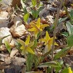 Erythronium americanum flower picture by Étienne Pouliot (cc-by-sa)