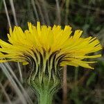 Hypochaeris maculata flower picture by Janos Balint (cc-by-sa)