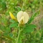 Vicia hybrida flower picture by xavier dejonghe (cc-by-sa)