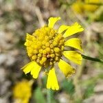 Helenium donianum flower picture by Trap Hers (cc-by-sa)