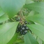 Ardisia elliptica fruit picture by Michele Nedrick (cc-by-sa)