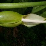 Philodendron platypetiolatum fruit picture by Nelson Zamora Villalobos (cc-by-nc)