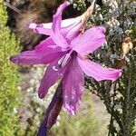 Dierama cupuliflorum flower picture by susan brown (cc-by-sa)