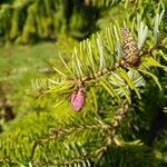 Abies alba fruit picture by Liliane Goyat (cc-by-sa)