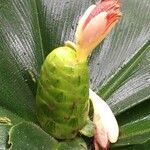 Costus malortieanus flower picture by Daniel Barthelemy (cc-by-sa)