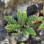 Asplenium ceterach flower picture by Damien Vieillevigne (cc-by-sa)