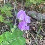 Lathyrus pauciflorus flower picture by Peter Nelson (cc-by-sa)