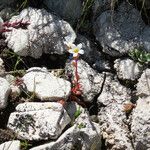 Saxifraga adscendens habit picture by Emanuele Santarelli (cc-by-sa)