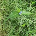 Commelina diffusa leaf picture by susan brown (cc-by-sa)