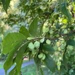 Ulmus parvifolia fruit picture by Adams Sunny (cc-by-sa)