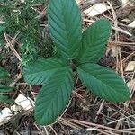 Frangula purshiana leaf picture by Cathy Francis (cc-by-sa)