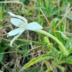 Hippobroma longiflora flower picture by Trap Hers (cc-by-sa)