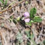 Polygala sphenoptera flower picture by susan brown (cc-by-sa)