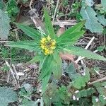 Erysimum cheiranthoides habit picture by Filip Arndt (cc-by-sa)