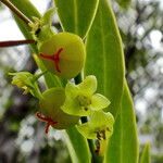 Phyllanthus francii flower picture by Richard Chesher (cc-by-sa)