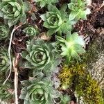 Sempervivum tectorum leaf picture by Michelle Huart (cc-by-sa)