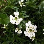 Iberis saxatilis habit picture by pascalfort (cc-by-sa)