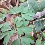 Corydalis cava leaf picture by Michel Hesse (cc-by-sa)