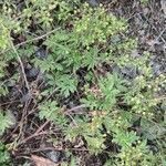 Potentilla tobolensis habit picture by Юрий Басов (cc-by-sa)