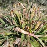 Sarracenia purpurea habit picture by kevok (cc-by-sa)