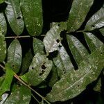 Alfaroa costaricensis leaf picture by Nelson Zamora Villalobos (cc-by-nc)