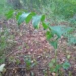 Polygonatum biflorum fruit picture by Tree Doof (cc-by-sa)