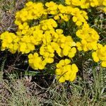 Erysimum jugicola flower picture by Sylvie Bayzelon (cc-by-sa)