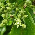 Strychnos spinosa flower picture by susan brown (cc-by-sa)