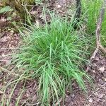 Brachypodium sylvaticum habit picture by Alexander Vocaet (cc-by-sa)