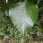 Hedera helix leaf picture by Pauline Hermant (cc-by-sa)