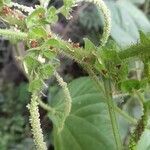 Acalypha plicata flower picture by Trap Hers (cc-by-sa)