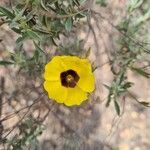 Cistus ocymoides flower picture by Ravi romarin (cc-by-sa)