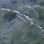 Festuca eskia habit picture by Yoan MARTIN (cc-by-sa)