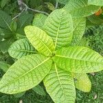 Ficus pancheriana leaf picture by Coordination Endemia (cc-by-sa)