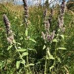 Stachys germanica habit picture by Philippe Bissières (cc-by-sa)