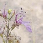 Teucrium oliverianum flower picture by M. Hedayat (cc-by-sa)