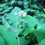 Polymnia canadensis flower picture by Mykala Spangler (cc-by-sa)