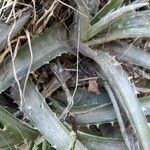 Dyckia floribunda leaf picture by Trap Hers (cc-by-sa)